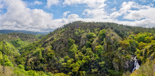 Panoramic of the forest