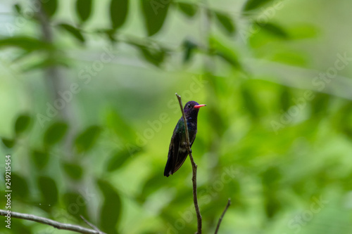 Hummingbird © Leonardo Araújo