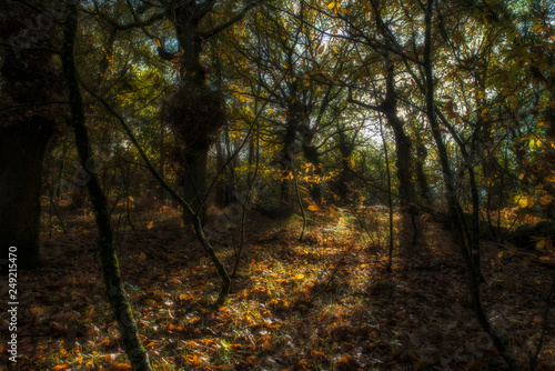last sun rays in the forest