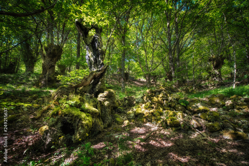 Naklejka premium trees in the forest