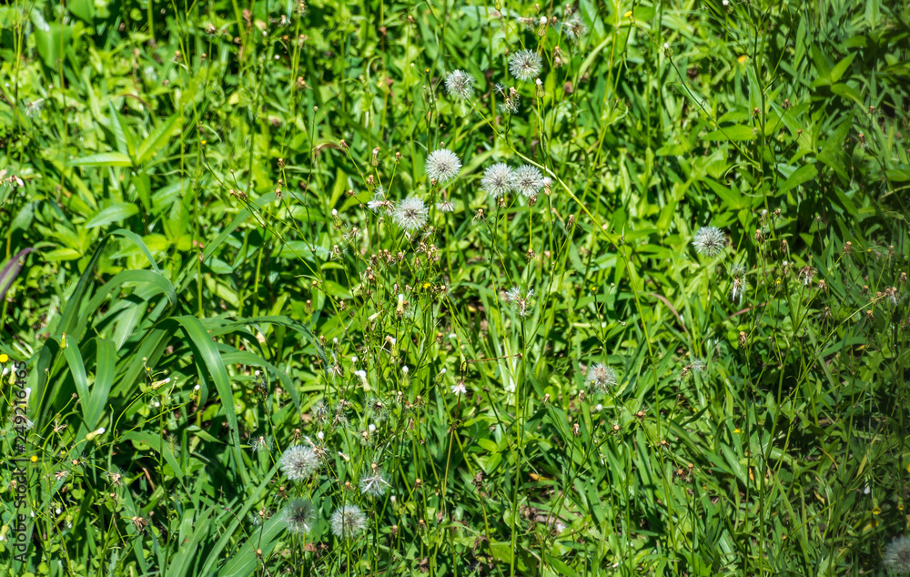 dandelion dandelion