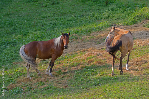 Two companion horses communicate with each other. © bettys4240