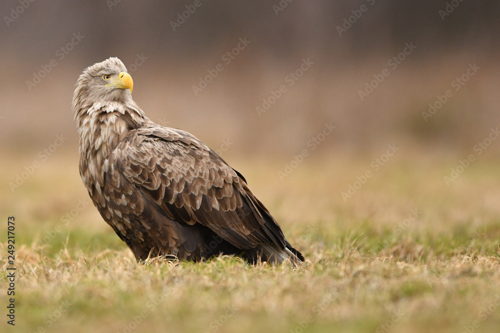 White tailed eagle (Haliaeetus albicilla) White tailed eagle (Haliaeetus albicilla)