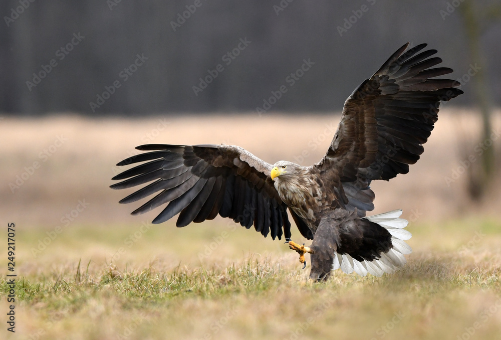 White tailed eagle (Haliaeetus albicilla) White tailed eagle (Haliaeetus albicilla)