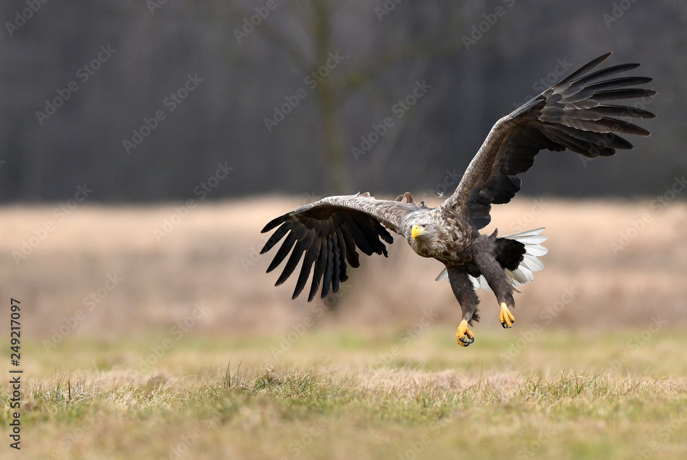 White tailed eagle (Haliaeetus albicilla) White tailed eagle (Haliaeetus albicilla)