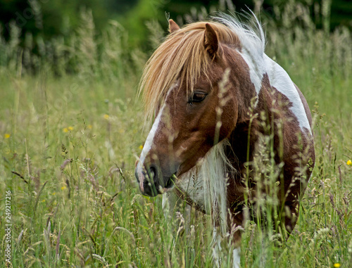 Close up of Single Palomino horse on Grayson Highlands.