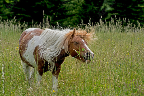 Shetland Pony shakes his head  and long hair.