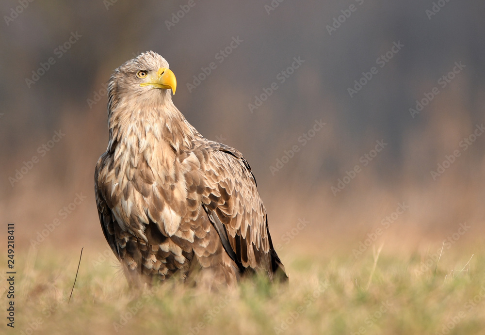 White tailed eagle (Haliaeetus albicilla) White tailed eagle (Haliaeetus albicilla)