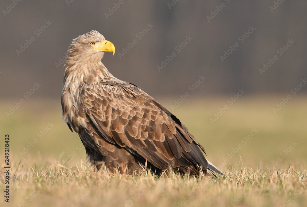 White tailed eagle (Haliaeetus albicilla) White tailed eagle (Haliaeetus albicilla)