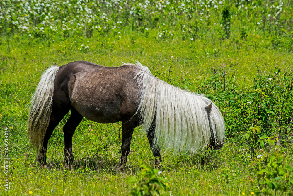 Close up shot of Fabio, of the purebred Shetland Ponies of Grayson Highlands. Close up shot of Fabio, of the purebred Shetland Ponies of Grayson Highlands.