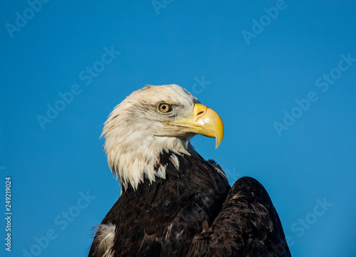 portrait of an eagle © curningphoto