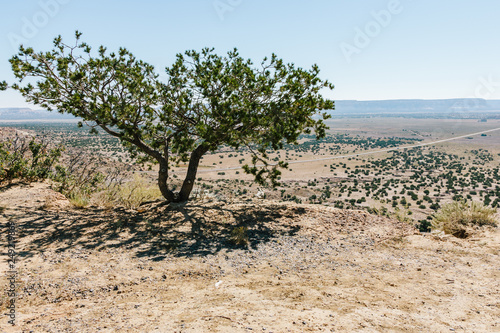 Tree on top of a mesa looking towards Acoma Pueblo, New Mexico, USA photo