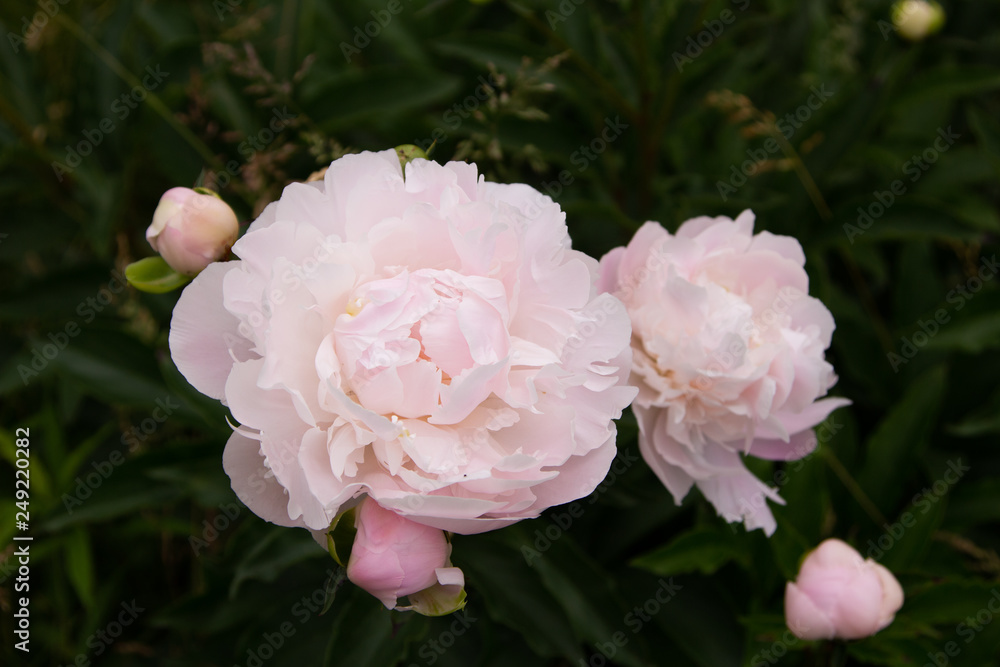 Pink Peonies Pink Peonies