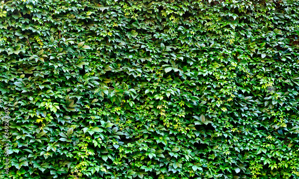 Shrub, Hedge, A park Shrub, Hedge, A park