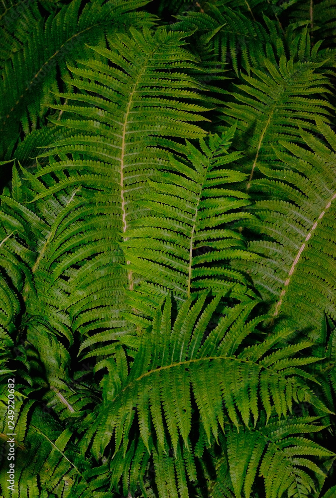 Fototapeta premium Fern, Plants, Flower