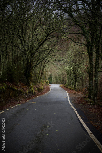 Empty road through the forest