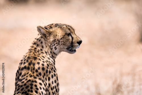 African cheetah profile close-up with dessert background.