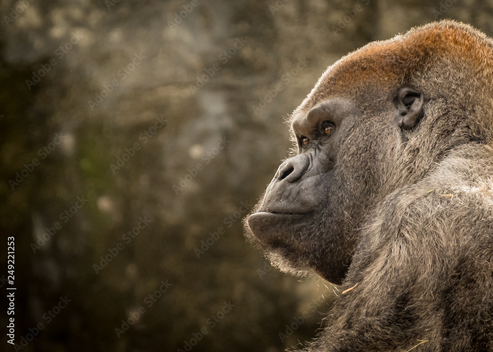 Lowland Gorilla in Thoughtful Pose