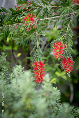 Blossoming beautiful callistemon flowers in the midst of tropical garden with selective focus.
