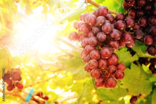Grape fruit ready to harvest
