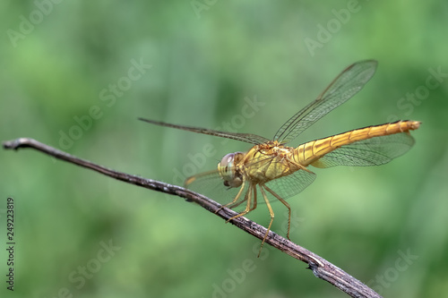 yellow dragonfly on blade of grass