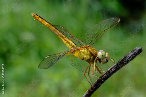 yellow dragonfly on leaf