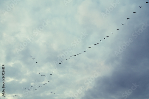 Flock of swans flying in sunset sky 夕空を飛ぶ白鳥の群れ