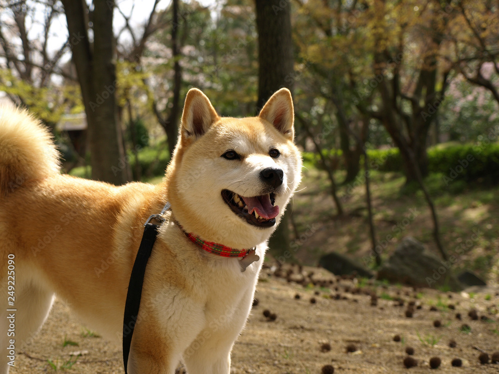 柴犬スマイル