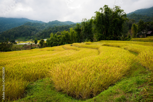 Beautiful greenery rice field from mountain view.