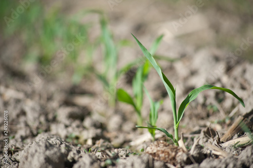 young plant in soil
