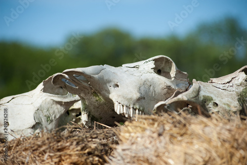 Cow Skulls
