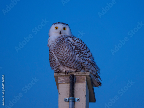 Female snow owl in the evening © gqxue