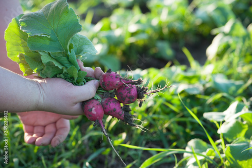 Radishes being picked