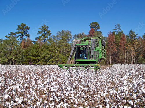 Obraz na płótnie A cotton picker following the rows and picking cotton.
