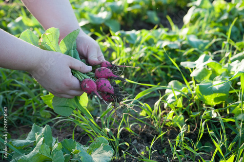 Radishes being picked