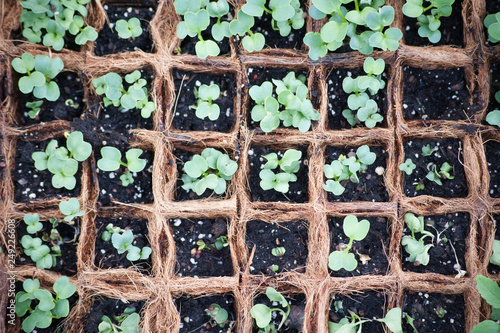 Starting Seedlinds