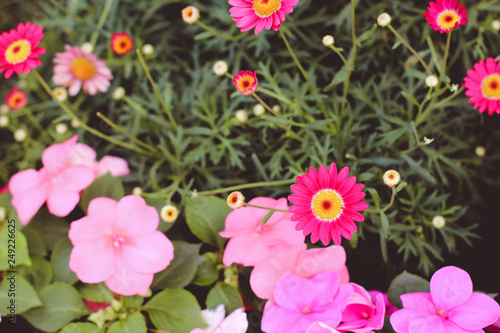 Beautiful flowers in Vietnam