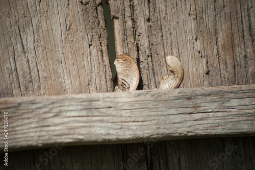 Maple Seeds in barn door