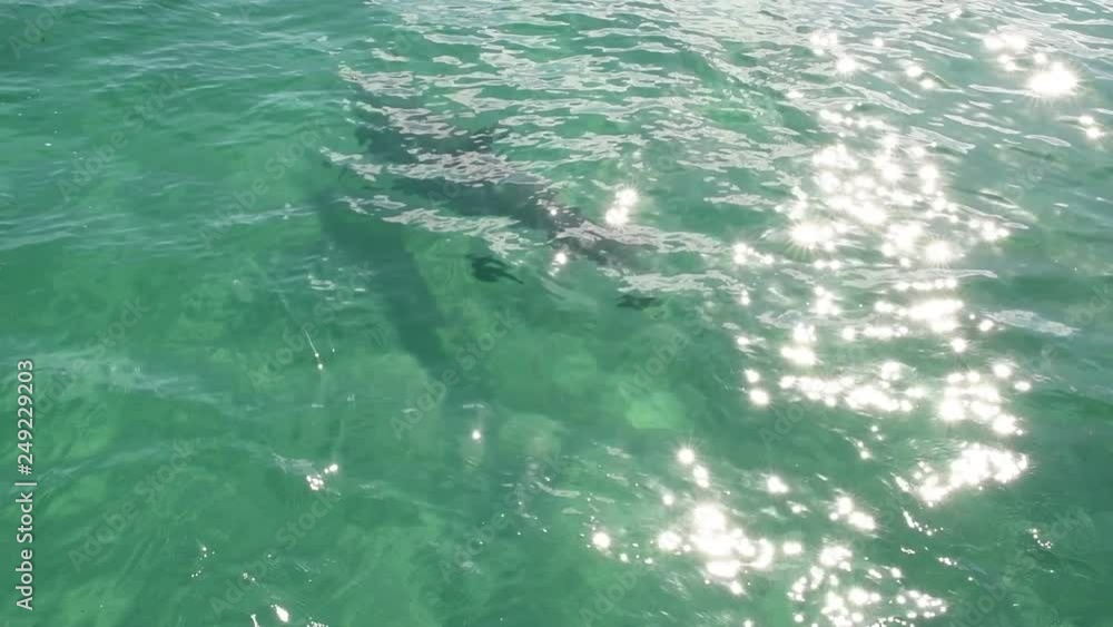 Dolphin swims in the water. Slow motion. Common bottlenose dolphin or Atlantic bottlenose dolphin. Scientific name - Tursiops truncatus. Dolphin swims in the water. Slow motion. Common bottlenose dolphin or Atlantic bottlenose dolphin. Scientific name - Tursiops truncatus.