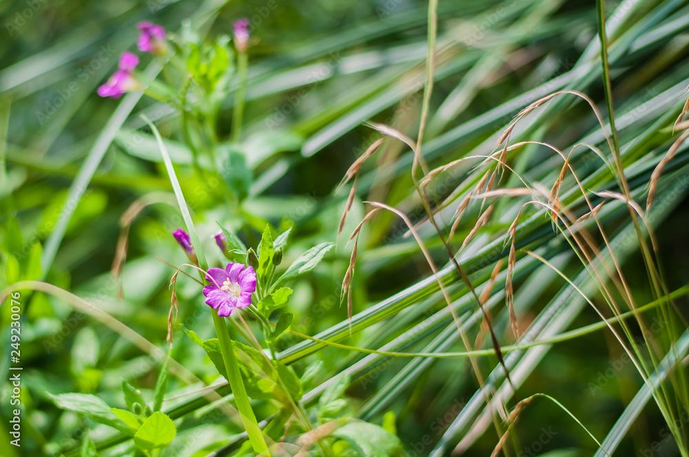 Pink wild flowers on a background of green grass. Pink wild flowers on a background of green grass.