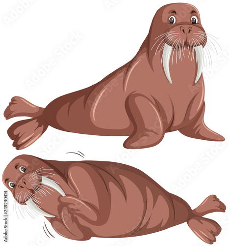 Set of walrus character