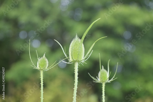 Three Green Buds