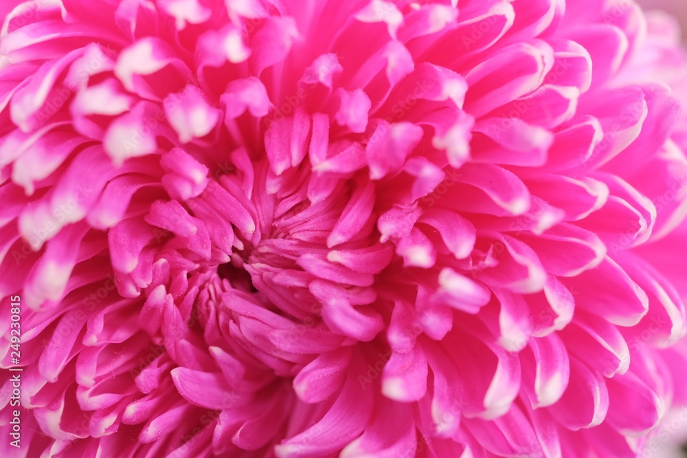 Special romantic pink purple velvet color chrysanthemum daisy flower in full blossom Special romantic pink purple velvet color chrysanthemum daisy flower in full blossom
