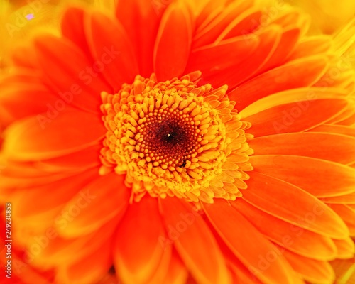 Special romantic orange color chrysanthemum daisy flower in full blossom