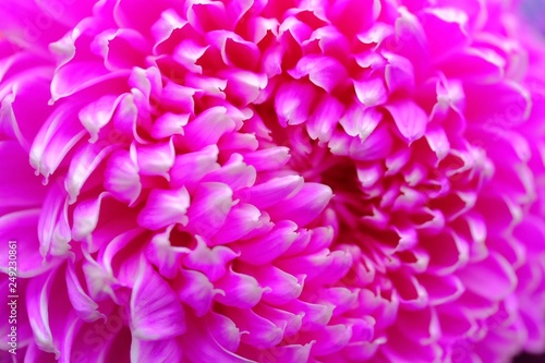 Special romantic pink purple velvet color chrysanthemum daisy flower in full blossom © Ray