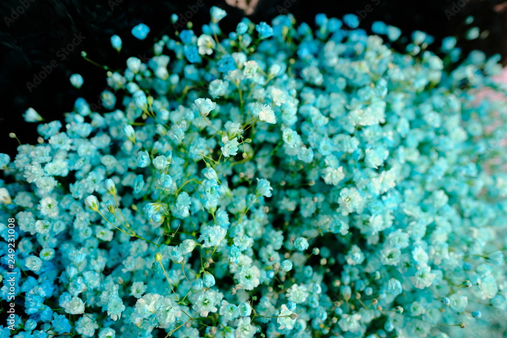 Macro view of Colorful Gypsophila in full blossom creamy style Macro view of Colorful Gypsophila in full blossom creamy style