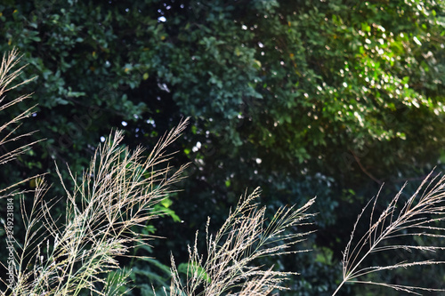 Grass flower and tree