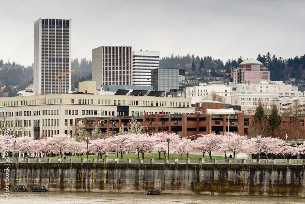 Cherry Blossoms Bloom in Park on the Willamette River Waterfront portland Oregon