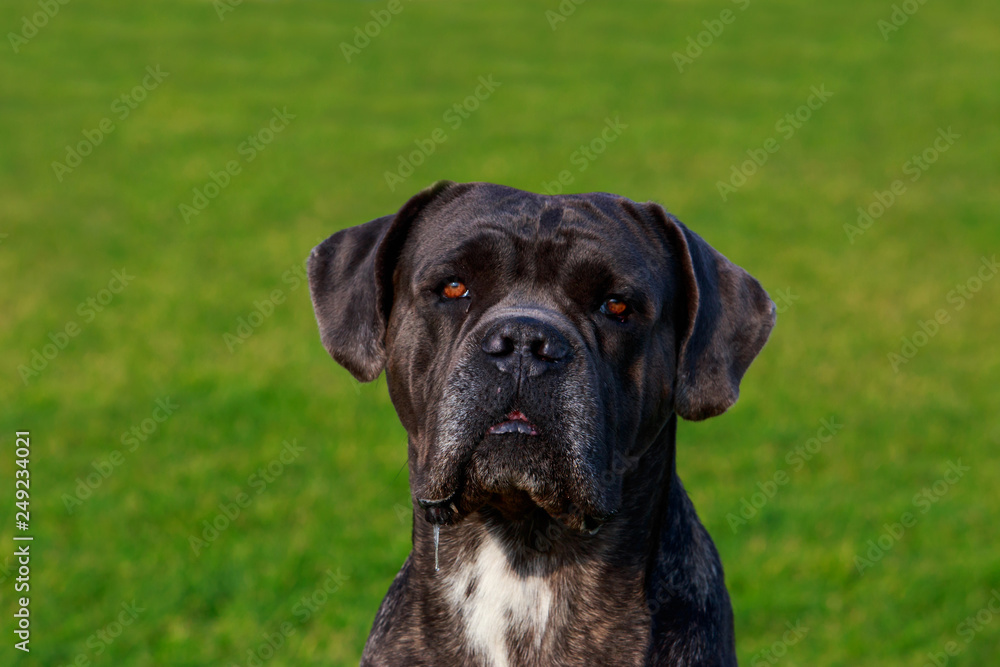 Dog breed Italiano Cane Corso Dog breed Italiano Cane Corso