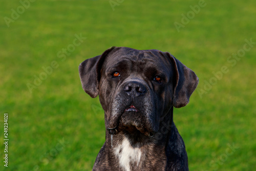 Dog breed Italiano Cane Corso